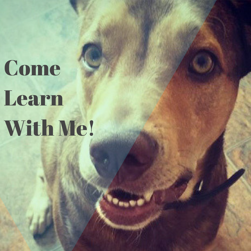 Lessons by The Lake - Point to Point Drawing