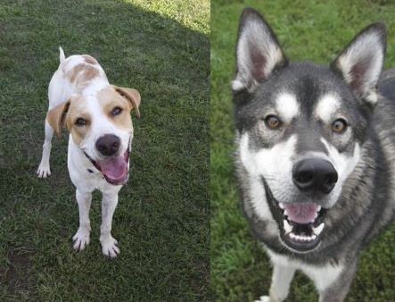 Featured Rescue - March 2017 Sit With Me Rescue