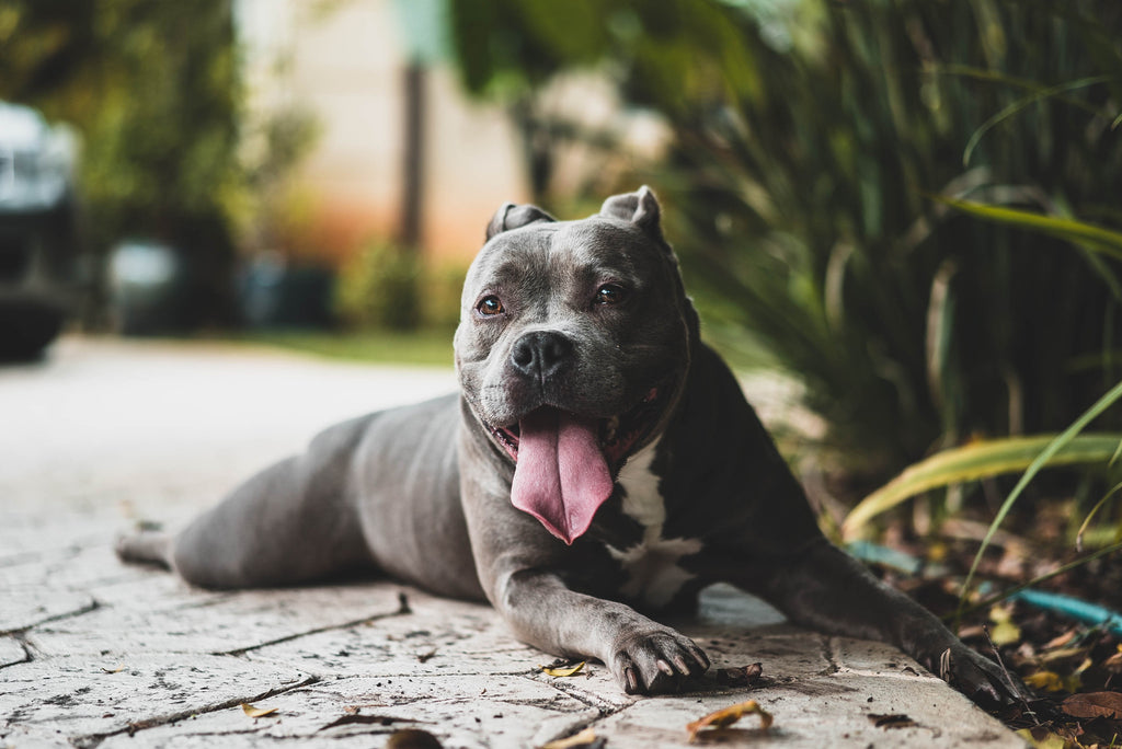 pitbull bully breed dog