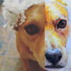 Paint A Pet Party