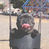 Paint A Pet Party